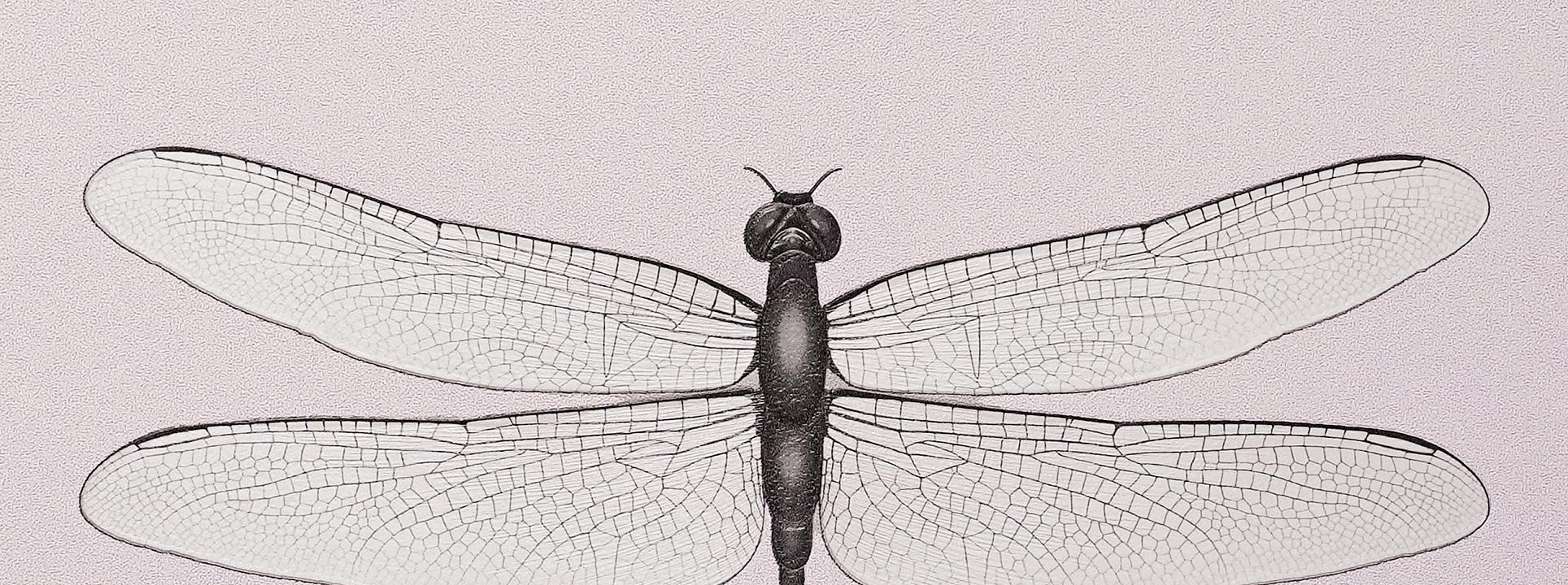 Изображение Andrea Rossi Cavoli 54426-3