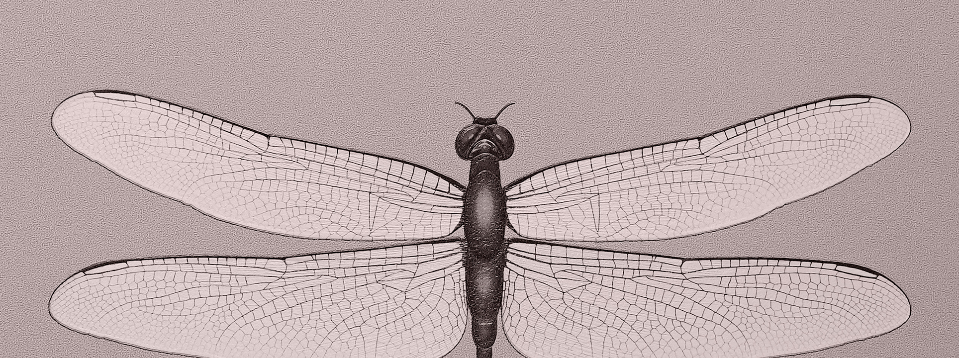 Изображение Andrea Rossi Cavoli 54426-4